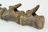Associated Hadrosaur Vertebrae - Alberta (Disposition #-) #92645-8